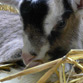 b&eacute;b&eacute; ch&egrave;vre